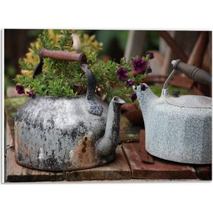 PVC Schuimplaat - Groene Plantjes met Paarse Bloemen Groeiend in IJzeren Gieters - 40x30 cm Foto op PVC Schuimplaat (Met Ophangsysteem)