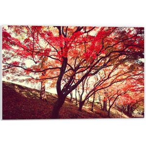 PVC Schuimplaat - Bomen met Rode Bladeren - 60x40 cm Foto op PVC Schuimplaat (Met Ophangsysteem)