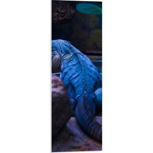 PVC Schuimplaat - Blauwe Hagedis lopend langs Stenen en Planten in Verblijf - 30x90 cm Foto op PVC Schuimplaat (Met Ophangsysteem)