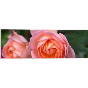 PVC Schuimplaat - Roze Rozen aan Struik - 60x20 cm Foto op PVC Schuimplaat (Met Ophangsysteem)