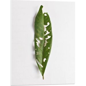 PVC Schuimplaat- Groen Blad met Witte Gaten in het Blad - 60x80 cm Foto op PVC Schuimplaat