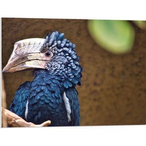 PVC Schuimplaat - Zijaanzicht van Kop van Blauwe Zilveroorneushoorn Vogel met Bijzondere Snavel - 80x60 cm Foto op PVC Schuimplaat (Met Ophangsysteem)