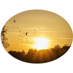 PVC Schuimplaat Ovaal - Zwern Vogels Vliegend boven de Bomen tijdens de Mooie Zonsondergang - 40x30 cm Foto op Ovaal (Met Ophangsysteem)