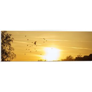 PVC Schuimplaat- Zwern Vogels Vliegend boven de Bomen tijdens de Mooie Zonsondergang - 60x20 cm Foto op PVC Schuimplaat