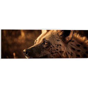 PVC Schuimplaat - Hyena in de Morgen Zon in het Landschap - 60x20 cm Foto op PVC Schuimplaat (Met Ophangsysteem)