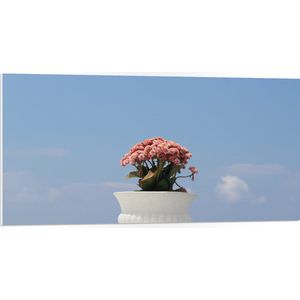 PVC Schuimplaat- Bloemen - Bladeren - Lucht - Bloembak - Kleuren - 100x50 cm Foto op PVC Schuimplaat