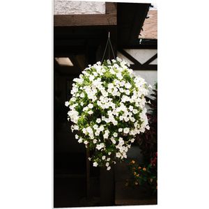 PVC Schuimplaat - Bloemen - Tuin - Hnagen - Wit - Plantenbak - Huis - Planten - 50x100 cm Foto op PVC Schuimplaat (Met Ophangsysteem)