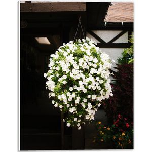 PVC Schuimplaat - Bloemen - Tuin - Hnagen - Wit - Plantenbak - Huis - Planten - 30x40 cm Foto op PVC Schuimplaat (Met Ophangsysteem)