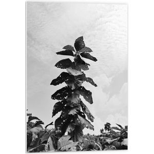 PVC Schuimplaat- Landschap - Planten - Bladeren - Zwart - Wit - 60x90 cm Foto op PVC Schuimplaat