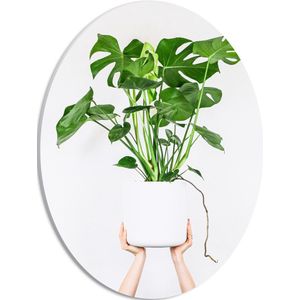 PVC Schuimplaat Ovaal - Planten - Plantenbak - Groen - Bladeren - Handen - 30x40 cm Foto op Ovaal (Met Ophangsysteem)