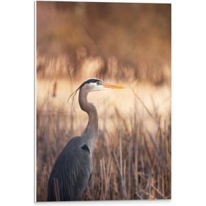 PVC Schuimplaat - Zijaanzicht van Reiger tussen Droge Grassen aan het Water - 40x60 cm Foto op PVC Schuimplaat (Met Ophangsysteem)
