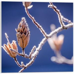 PVC Schuimplaat - Planten - Knop - Natuur - Vorst - 50x50 cm Foto op PVC Schuimplaat (Met Ophangsysteem)