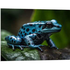 PVC Schuimplaat - Blauwe zwart gestipte gif kikker zit op blad - 80x60 cm Foto op PVC Schuimplaat (Met Ophangsysteem)