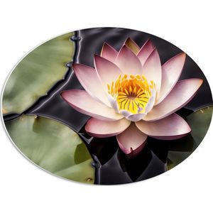 PVC Schuimplaat Ovaal - Wit met Paarse Waterlelie op Water tussen Leliebladeren - 56x42 cm Foto op Ovaal (Met Ophangsysteem)