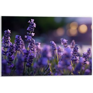PVC Schuimplaat - Lavendel Planten in Grasveld in de Avond - Bloemen - 60x40 cm Foto op PVC Schuimplaat (Met Ophangsysteem)