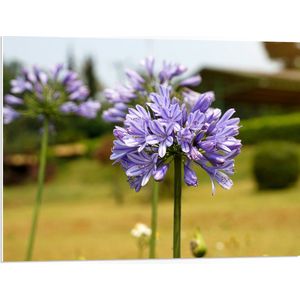 PVC Schuimplaat- Paarse Tuberoos Bloemen in Grasveld op Lange Stengels - 80x60 cm Foto op PVC Schuimplaat