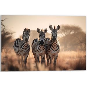 PVC Schuimplaat- Drie Zebra's in Droog Landschap - 60x40 cm Foto op PVC Schuimplaat