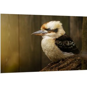 PVC Schuimplaat - Zijaanzicht van Lachende Kookaburra Vogel op Boomstronk - 150x100 cm Foto op PVC Schuimplaat (Met Ophangsysteem)