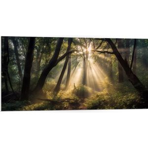 PVC Schuimplaat- Bos - Planten - Bomen - Zonnestralen - Zon - 100x50 cm Foto op PVC Schuimplaat