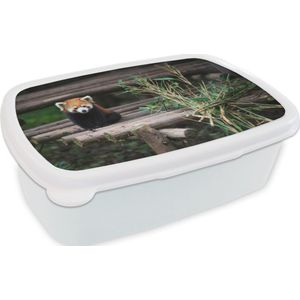 Broodtrommel Wit - Lunchbox - Brooddoos - Rode Panda - Bamboe - Boomstammen - 18x12x6 cm - Volwassenen