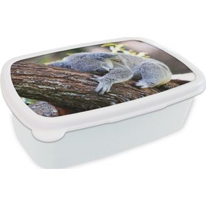 Broodtrommel Wit - Lunchbox - Brooddoos - Koala - Boomstam - Knuffel - Kids - Jongens - Meiden - 18x12x6 cm - Volwassenen