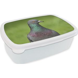 Broodtrommel Wit - Lunchbox - Brooddoos - Een prachtige close up van een duif in het groene gras - 18x12x6 cm - Volwassenen