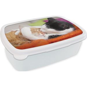 Broodtrommel Wit - Lunchbox - Brooddoos - Katten - Knuffel - Dierendag - 18x12x6 cm - Volwassenen