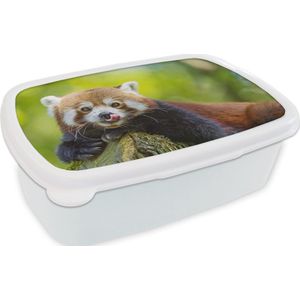 Broodtrommel Wit - Lunchbox - Brooddoos - Rode Panda - Natuur - Boomstam - 18x12x6 cm - Volwassenen