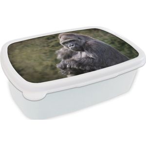 Broodtrommel Wit - Lunchbox - Brooddoos - Grote Gorilla kijkt recht in de camera - 18x12x6 cm - Volwassenen
