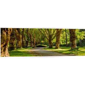 WallClassics - PVC Schuimplaat - Groene Bomen in het Park - 120x40 cm Foto op PVC Schuimplaat (Met Ophangsysteem)