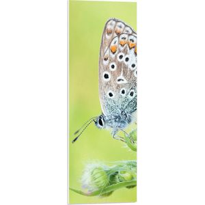 WallClassics - PVC Schuimplaat- Vlinder met Wit/Blauw/Oranje Vleugels - 30x90 cm Foto op PVC Schuimplaat