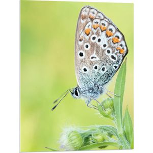 WallClassics - PVC Schuimplaat- Vlinder met Wit/Blauw/Oranje Vleugels - 60x80 cm Foto op PVC Schuimplaat