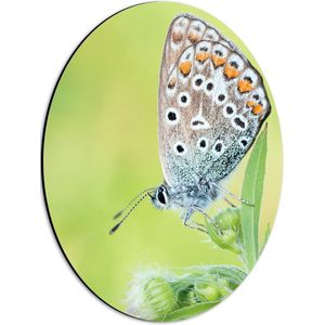 WallClassics - Dibond Ovaal - Vlinder met Wit/Blauw/Oranje Vleugels - 30x40 cm Foto op Ovaal (Met Ophangsysteem)