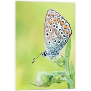 WallClassics - PVC Schuimplaat- Vlinder met Wit/Blauw/Oranje Vleugels - 60x90 cm Foto op PVC Schuimplaat
