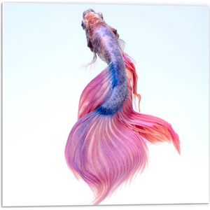 WallClassics - PVC Schuimplaat- Roze/Paarse Tropische Vis op Witte Achtergrond - 50x50 cm Foto op PVC Schuimplaat