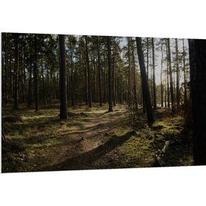 WallClassics - PVC Schuimplaat- Schaduw over het Bospad - 150x100 cm Foto op PVC Schuimplaat