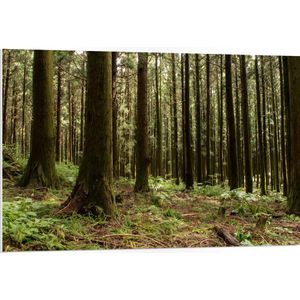 WallClassics - PVC Schuimplaat- Bomen en Planten in het Bos - 105x70 cm Foto op PVC Schuimplaat