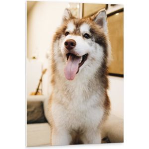 WallClassics - PVC Schuimplaat- Bruin/Witte Husky met Uitstekende Tong - 80x120 cm Foto op PVC Schuimplaat