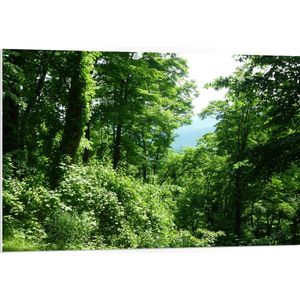 WallClassics - PVC Schuimplaat- Groene Blaadjes aan de Takken in het Bos - 105x70 cm Foto op PVC Schuimplaat
