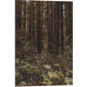 WallClassics - PVC Schuimplaat- Het Bos - 50x75 cm Foto op PVC Schuimplaat