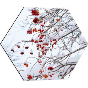 WallClassics - Dibond Hexagon - Besneeuwde Bessen aan Takken - 60x52.2 cm Foto op Hexagon (Met Ophangsysteem)