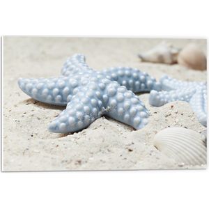 WallClassics - PVC Schuimplaat- Blauwe Zeesterren op het Strand - 60x40 cm Foto op PVC Schuimplaat
