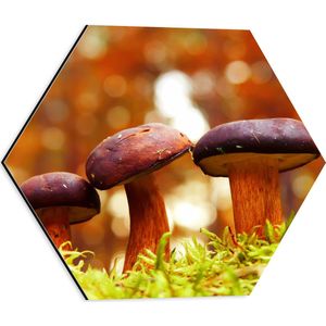 WallClassics - Dibond Hexagon - Drie  Rode Paddenstoelen - 40x34.8 cm Foto op Hexagon (Met Ophangsysteem)