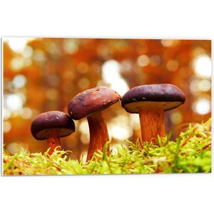 WallClassics - PVC Schuimplaat- Drie  Rode Paddenstoelen - 60x40 cm Foto op PVC Schuimplaat