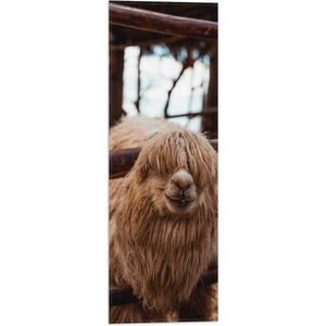 WallClassics - Vlag - Grappige Alpaca bij Hek - 20x60 cm Foto op Polyester Vlag