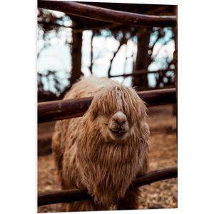WallClassics - PVC Schuimplaat - Grappige Alpaca bij Hek - 70x105 cm Foto op PVC Schuimplaat (Met Ophangsysteem)