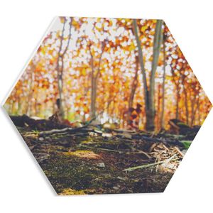 WallClassics - PVC Schuimplaat Hexagon  - Gevallen Takken - 40x34.8 cm Foto op Hexagon (Met Ophangsysteem)