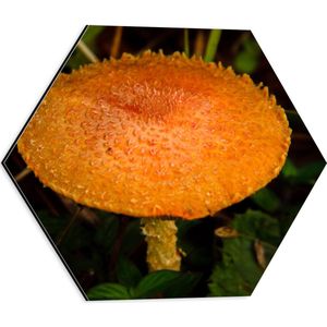 WallClassics - Dibond Hexagon - Gele Paddenstoel - 40x34.8 cm Foto op Hexagon (Met Ophangsysteem)