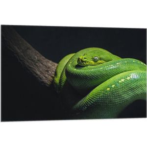 WallClassics - Vlag - Groene Boompython Slang op een Tak - 105x70 cm Foto op Polyester Vlag