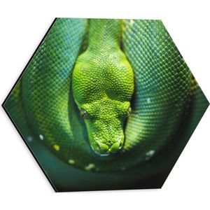 WallClassics - Dibond Hexagon - Groene Boompython Slang - 30x26.1 cm Foto op Hexagon (Met Ophangsysteem)